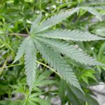 weed